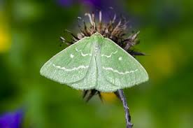 Attēlu rezultāti vaicājumam “Thetidia smaragdaria”