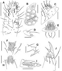 Attēlu rezultāti vaicājumam “Hypogastrura sp.”