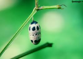 Attēlu rezultāti vaicājumam “Ichneumonidae cocoon”