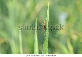 Attēlu rezultāti vaicājumam “Tibellus oblongus”