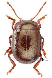 Attēlu rezultāti vaicājumam “Chrysolina staphylaea”