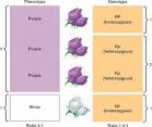 genotype-<b>phenotype</b>.html 14_06PhenotypeVsGenotype_L.
