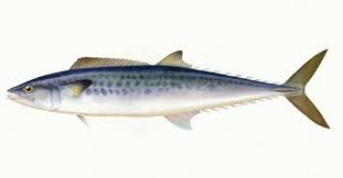 Image result for Scomberomorus maculatus