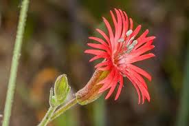 Attēlu rezultāti vaicājumam “Silene tatarica flower”
