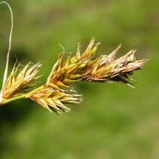 Attēlu rezultāti vaicājumam “Carex arenaria”