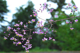 Attēlu rezultāti vaicājumam “Thalictrum”