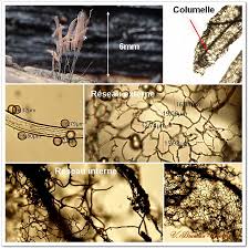 Attēlu rezultāti vaicājumam “Stemonitis pallida var. rubescens”