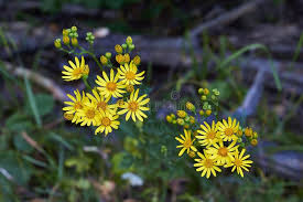 Attēlu rezultāti vaicājumam “Hieracium murorum flower”