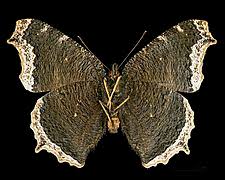 Attēlu rezultāti vaicājumam “Nymphalis antiopa upperside”