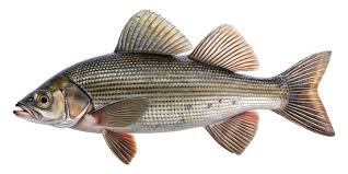 Image result for Thymallus thymallus