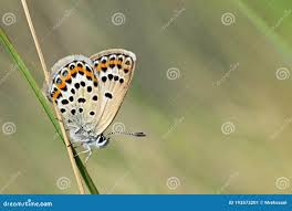 Attēlu rezultāti vaicājumam “Plebejus idas female”