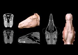 Image result for Co de Crista Chins