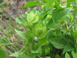 Attēlu rezultāti vaicājumam “Nicandra physalodes fruit”