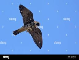 Attēlu rezultāti vaicājumam “Falco subbuteo adult”