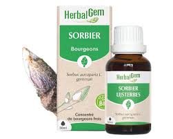 Attēlu rezultāti vaicājumam “Sorbus aucuparia bud”