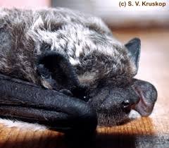 Attēlu rezultāti vaicājumam “Vespertilio murinus”