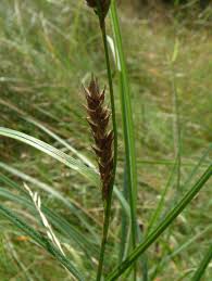 Attēlu rezultāti vaicājumam “Carex hirta”