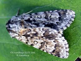 Attēlu rezultāti vaicājumam “Acronicta auricoma larva”