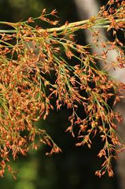 Attēlu rezultāti vaicājumam “Cladium mariscus flower”