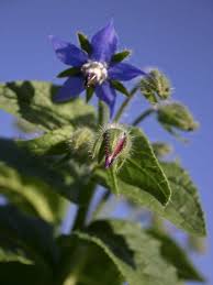 Attēlu rezultāti vaicājumam “Borago officinalis bud”
