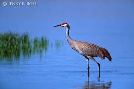 Image result for Grus canadensis