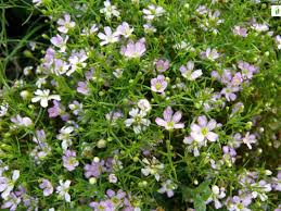 Attēlu rezultāti vaicājumam “Gypsophila muralis fruit”