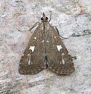 Attēlu rezultāti vaicājumam “Udea olivalis”