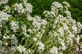 Attēlu rezultāti vaicājumam “Armoracia rusticana leaf”