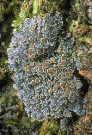 Attēlu rezultāti vaicājumam “Parmeliella triptophylla”