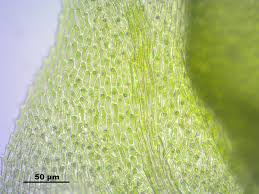 Attēlu rezultāti vaicājumam “Palustriella decipiens”