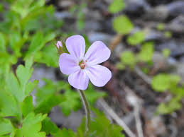 Attēlu rezultāti vaicājumam “Geranium robertianum flower”