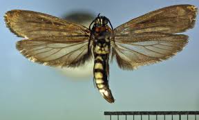 Attēlu rezultāti vaicājumam “Yponomeutidae”