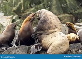 Image result for Eumetopias jubatus