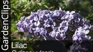 Attēlu rezultāti vaicājumam “Syringa vulgaris flower”