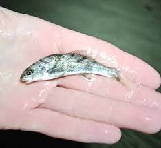 Image result for Menticirrhus saxatilis