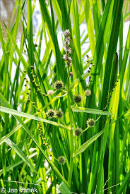 Attēlu rezultāti vaicājumam “Sparganium erectum aggr. leaf”