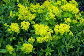 Attēlu rezultāti vaicājumam “Euphorbia palustris flower”