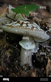 Attēlu rezultāti vaicājumam “Amanita excelsa”