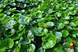 Attēlu rezultāti vaicājumam “Asarum europaeum”