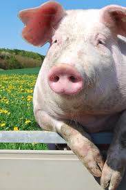 Bildresultat för pigs