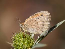 Attēlu rezultāti vaicājumam “Coenonympha pamphilus upperside”
