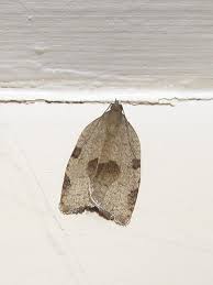 Attēlu rezultāti vaicājumam “Lozotaenia forsterana”