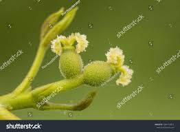 Attēlu rezultāti vaicājumam “Juglans mandshurica female flower”