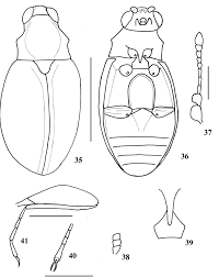 Attēlu rezultāti vaicājumam “Latridiidae”