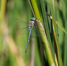 Attēlu rezultāti vaicājumam “Aeshna mixta male”