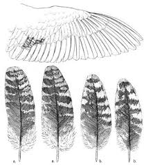 Attēlu rezultāti vaicājumam “Scolopax rusticola juvenile”