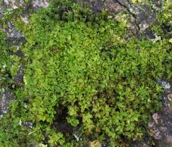 Attēlu rezultāti vaicājumam “Syntrichia latifolia”