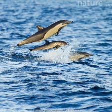 Image result for Delphinus delphis