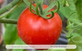 Afbeeldingsresultaat voor bloody butcher tomato