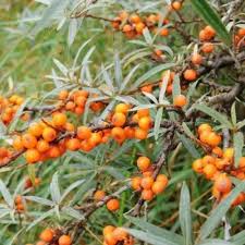 Attēlu rezultāti vaicājumam “Hypericum perforatum fruit”